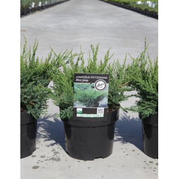 JUNIPERUS media MINT JULEP En pot de 4-5 litres