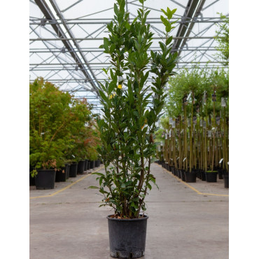 LAURUS nobilis En pot de 10-12 litres