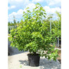 LIQUIDAMBAR styraciflua WORPLESDON En pot de 70-90 litres forme cépée