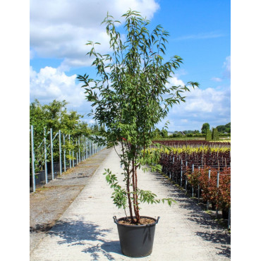 PRUNUS serrula En pot de 70-90 litres forme cépée