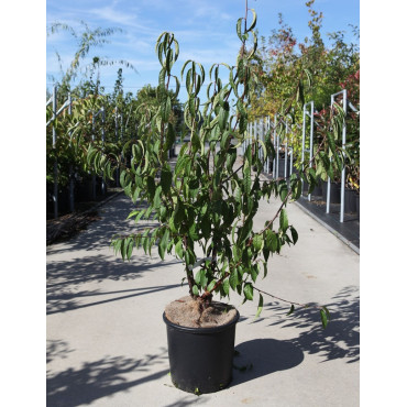 PRUNUS serrula En pot de 15-20 litres