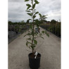 PRUNUS serrula AMBER SCOTS En pot de 12-15 litres