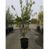 PRUNUS serrula AMBER SCOTS En pot de 25-30 litres