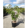 PRUNUS serrulata PINK PERFECTION En pot de 12-15 litres