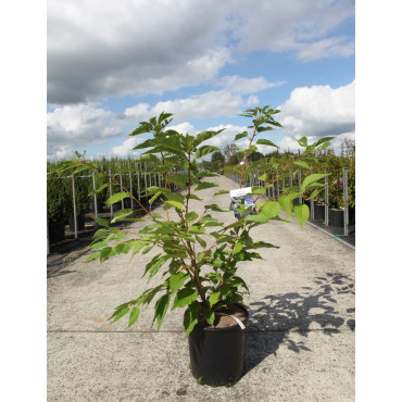 PRUNUS serrulata SHIMIDSU En pot de 12-15 litres