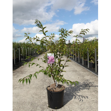 PRUNUS subhirtella FUKUBANA En pot de 10-12 litres