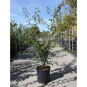 PRUNUS subhirtella FUKUBANA  En pot de 15-20 litres