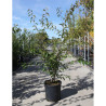 PRUNUS subhirtella FUKUBANA  En pot de 15-20 litres