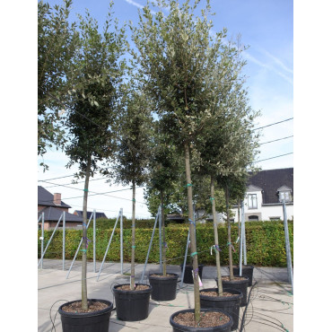 QUERCUS ilex En pot de 110-130 litres forme tige hauteur du tronc 180-200 cm