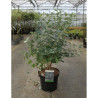 ZENOBIA pulverulenta BLUE SKY En pot de 7-10 litres