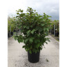 VIBURNUM plicatum OPENING DAY® En pot de 25-30 litres 