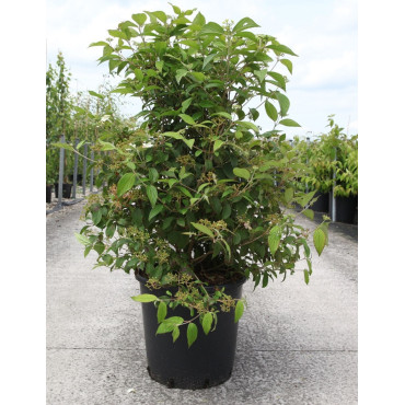 VIBURNUM plicatum WATANABE En pot de 25-30 litres 