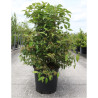 VIBURNUM plicatum WATANABE En pot de 25-30 litres 