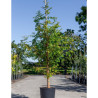 TAXODIUM distichum En pot de 15-20 litres