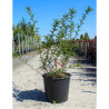 SOPHORA SUN KING En pot de 35-50 litres