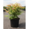 SORBARIA sorbifolia SEM En pot de 10-12 litres