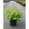 SPIRAEA betulifolia TOR GOLD En pot de 10-12 litres