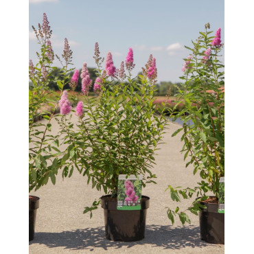 SPIRAEA BILLIARDII En pot de 4-5 litres