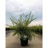 SPIRAEA cinerea GREFSHEIM En pot de 10-12 litres