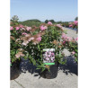 SPIRAEA japonica SHIROBANA En pot de 3-4 litres