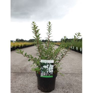 SPIRAEA nipponica SNOWMOUND En pot de 3-4 litres