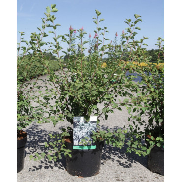 SPIRAEA vanhouttei En pot de 4-5 litres