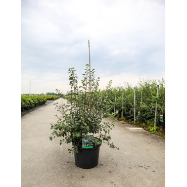 SPIRAEA vanhouttei En pot de 10-12 litres