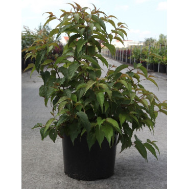 STACHYURUS chinensis CELINA En pot de 10-12 litres