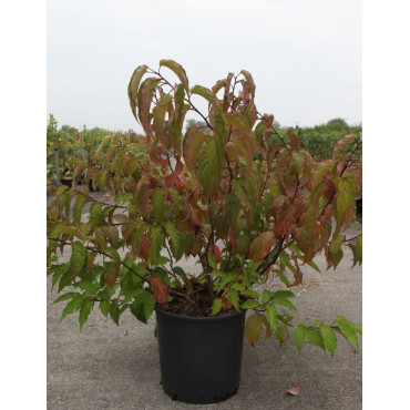 STACHYURUS chinensis CELINA En pot de 15-20 litres