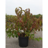 STACHYURUS chinensis CELINA En pot de 15-20 litres