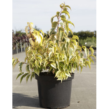 STACHYURUS chinensis JOY FOREVER En pot de 10-12 litres