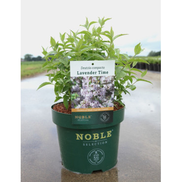 DEUTZIA compacta LAVENDER TIME En pot de 3-4 litres