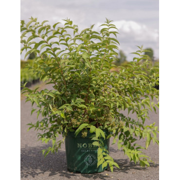 DEUTZIA compacta LAVENDER TIME En pot de 10-12 litres