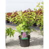 DEUTZIA hybrida PERLE ROSE En pot de 3-4 litres