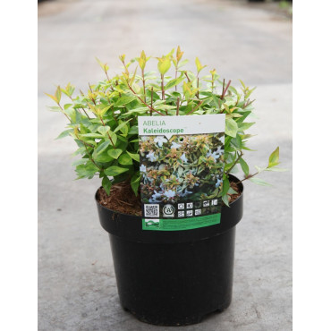 ABELIA KALEIDOSCOPE En pot de 3-4 litres