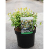 ABELIA KALEIDOSCOPE En pot de 3-4 litres