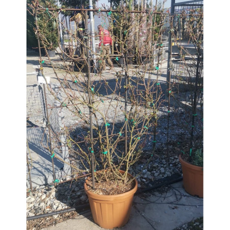 Topiaire (Plante taillée) -  ROSIER grimpant ROUGE En pot de 25-30 litres forme espalier