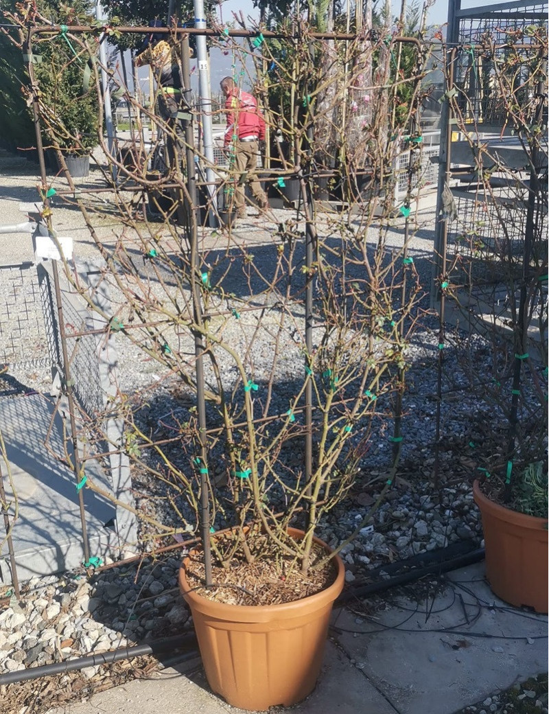 Topiaire (Plante taillée) -  ROSIER grimpant ROUGE En pot de 25-30 litres forme espalier