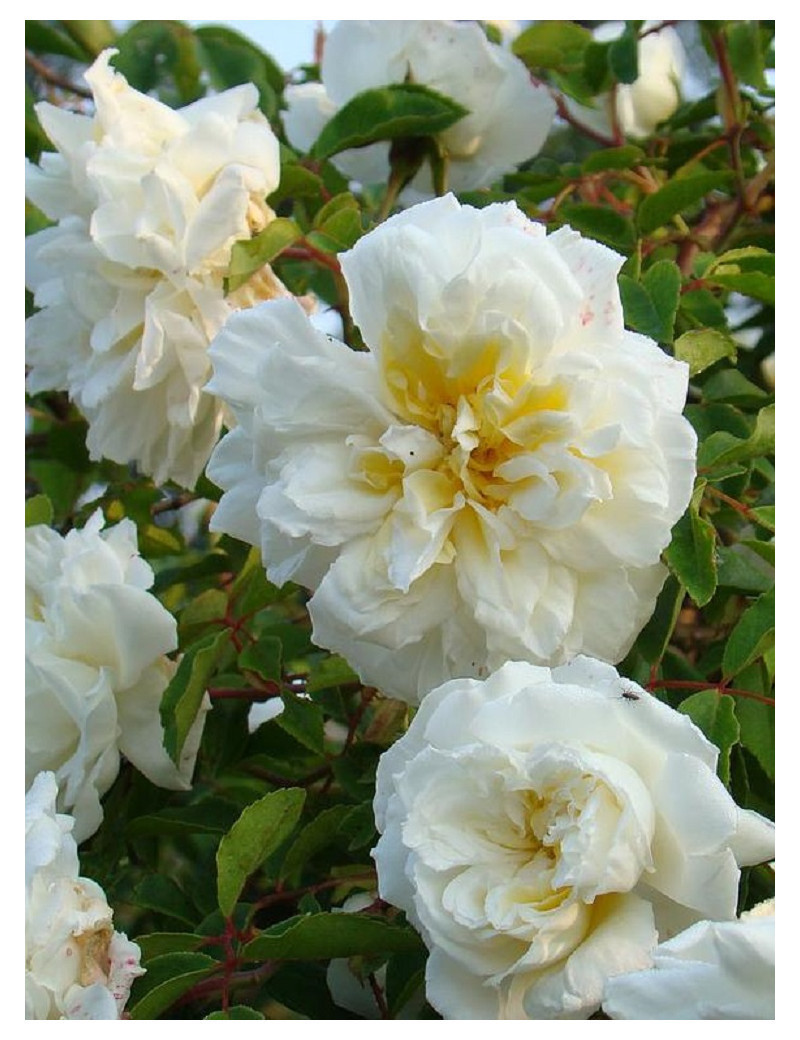 ROSIER GRIMPANT ALBÉRIC BARBIER