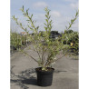 SALIX gracilistyla MOUNT ASO En pot de 10-12 litres