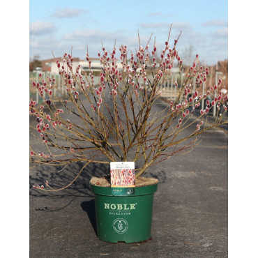 SALIX gracilistyla MOUNT ASO En pot de 10-12 litres