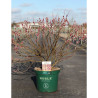 SALIX gracilistyla MOUNT ASO En pot de 10-12 litres