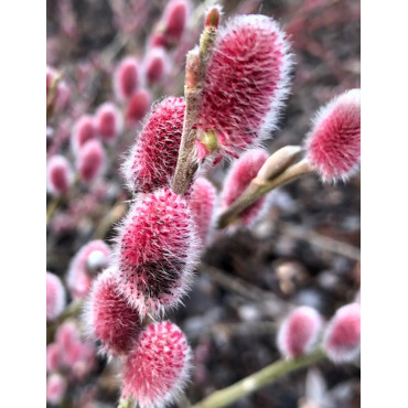 SALIX gracilistyla MOUNT ASO