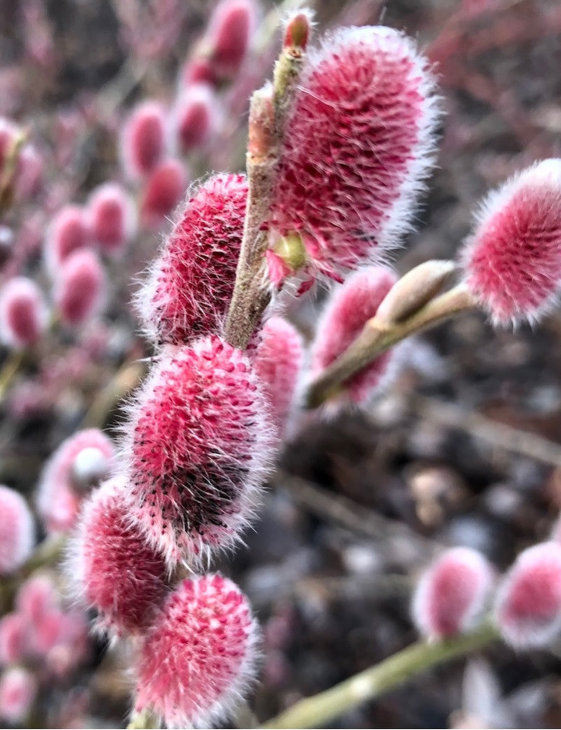 SALIX gracilistyla MOUNT ASO