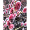 SALIX gracilistyla MOUNT ASO