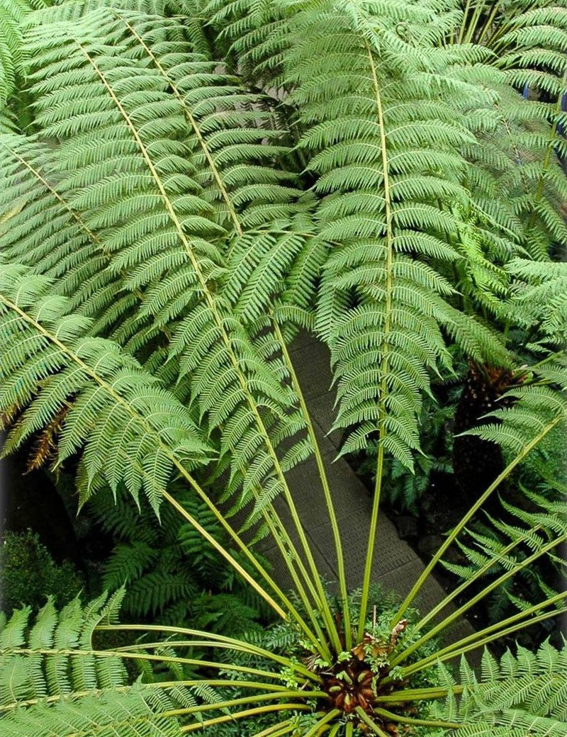 DICKSONIA antartica