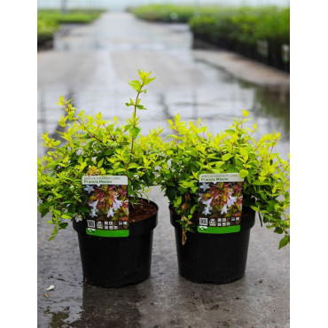 ABELIA FRANCIS MASON En pot de 3-4 litres