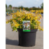 ABELIA FRANCIS MASON En pot de 10-12 litres