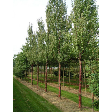 PRUNUS serrula BRANKLYN