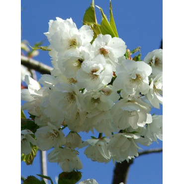 PRUNUS serrula BRANKLYN